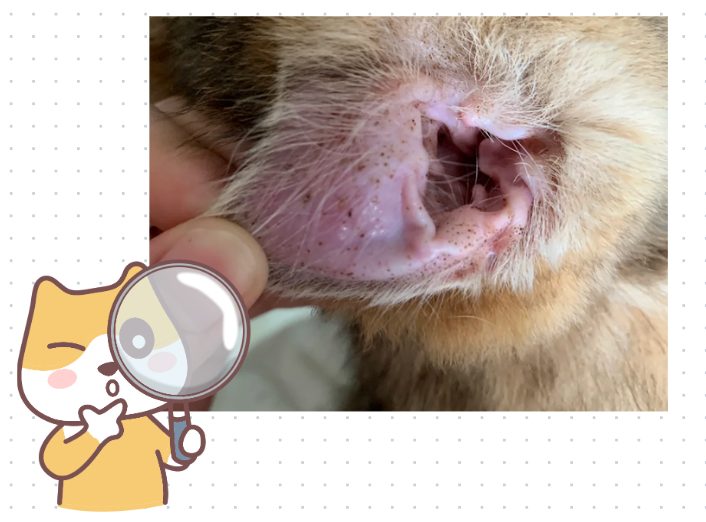 猫猫耳朵有黑色分泌物怎么清理干净？