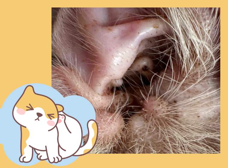 猫猫耳朵有黑色分泌物是什么原因