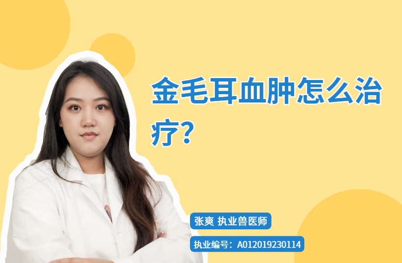 金毛耳血肿怎么治疗？