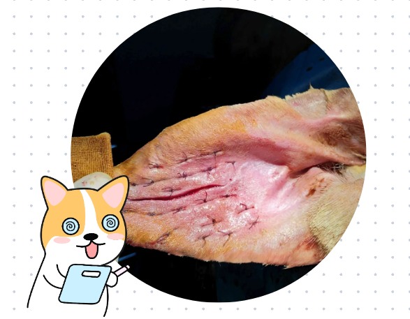 狗狗耳血肿怎么治疗？