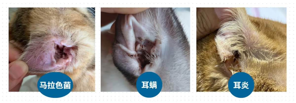 宠物洗耳液怎么选？