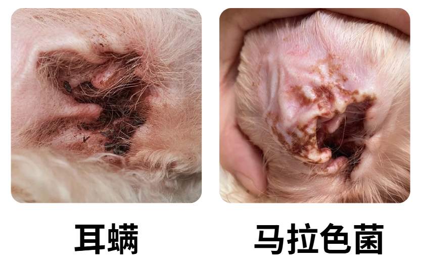 狗狗耳朵里有褐色泥状物