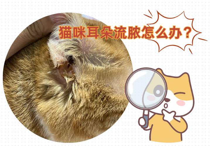 猫咪耳朵里流了很多脓怎么办？