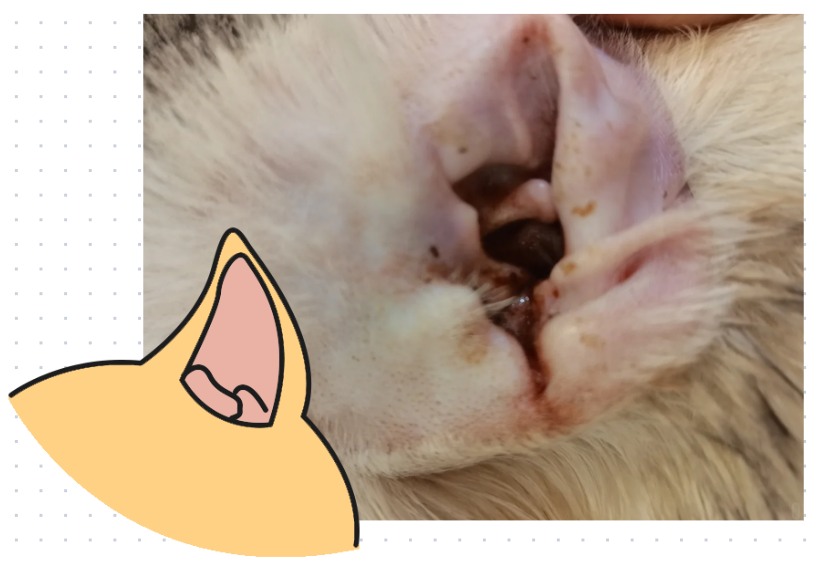 狗狗耳朵里有褐色泥状物怎么办？