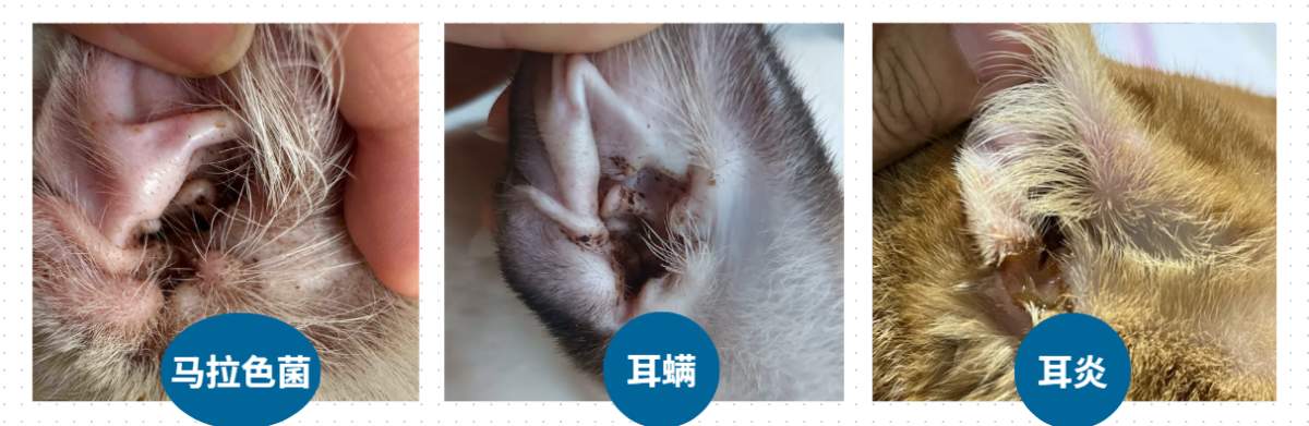 猫咪老甩头是什么原因