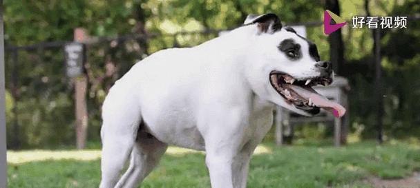 世界上的狗（探索狗狗的丰富多样性与不可替代的情感纽带）