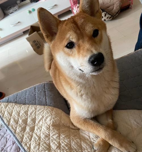 品种狗不吃屎的原因和解决方法（揭秘不吃屎品种狗的奥秘，助你解决尴尬问题）