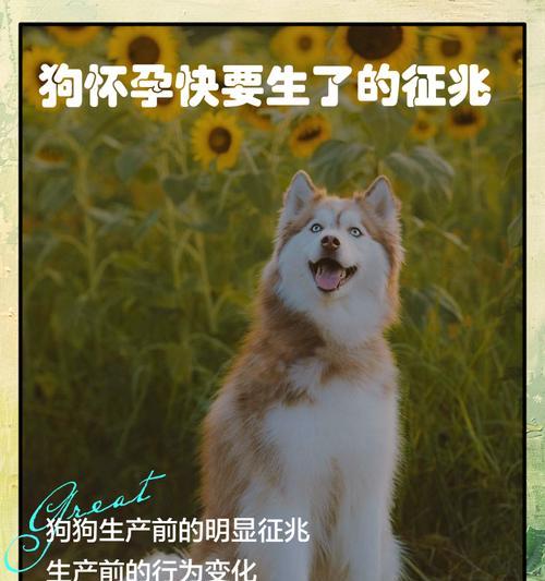 从怀孕到生产，狗狗需要多长时间？（狗狗的妊娠期、分娩期和哺乳期）