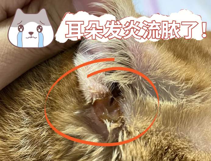 猫咪耳朵流脓怎么处理？