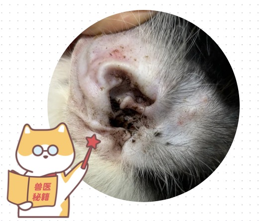 小猫耳朵痒一个劲挠