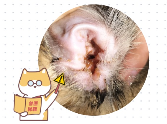 小猫耳朵痒
