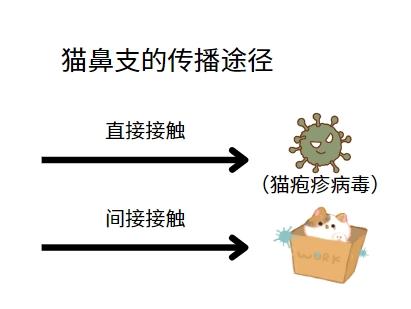 判断猫鼻支，这些症状要知道！
