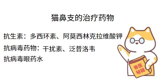 判断猫鼻支，这些症状要知道！