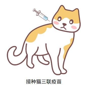 猫疱疹病毒不再难缠，这招让你的爱宠重获新生！