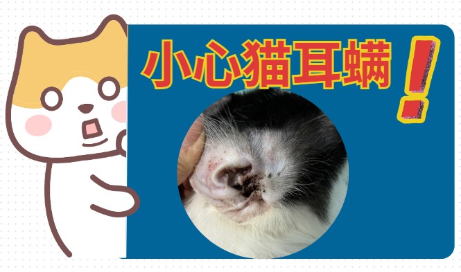 猫咪频繁抓耳朵是怎么回事？