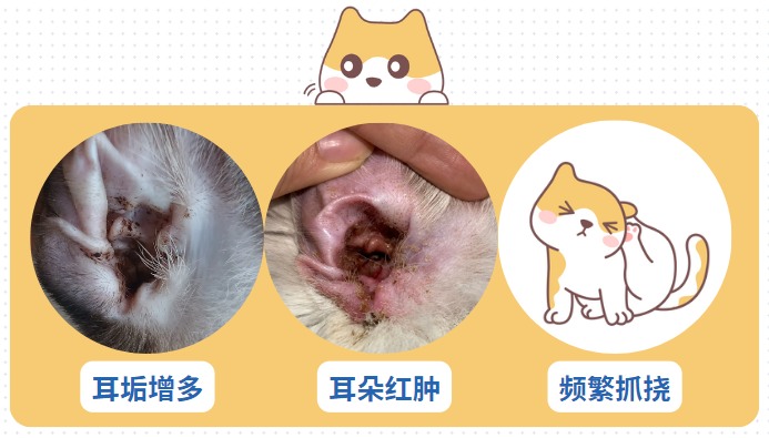 猫咪频繁抓耳朵是耳螨吗