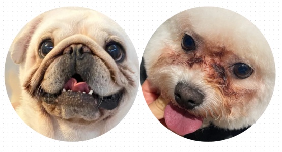 狗狗泪痕怎么去除？