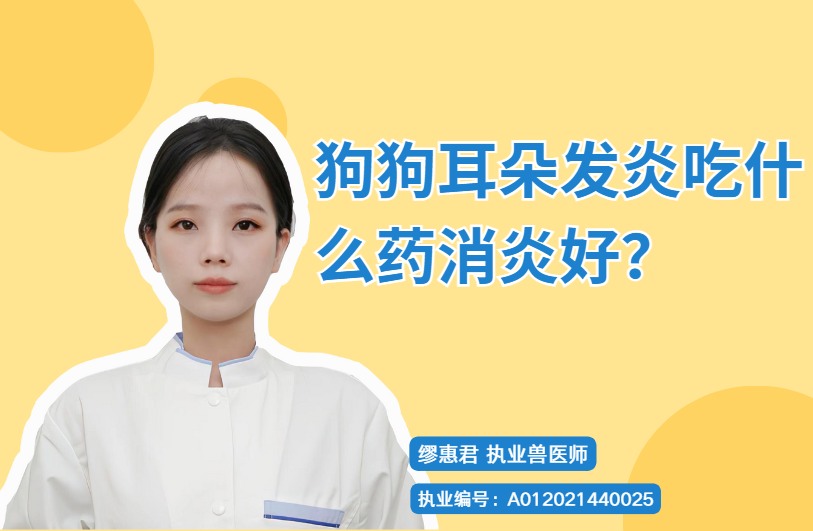 狗狗耳朵发炎吃什么药消炎好？
