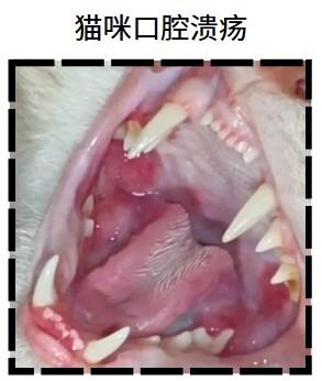 小猫口腔溃疡最快缓解方案，效果立竿见影！