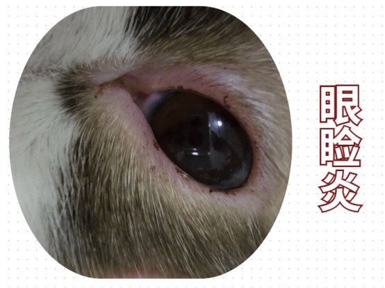 猫咪眼睛红肿流泪的原因