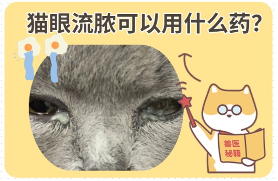 猫咪眼睛流脓可以用什么药？