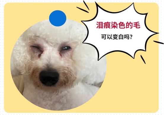 狗狗泪痕的毛怎么洗白