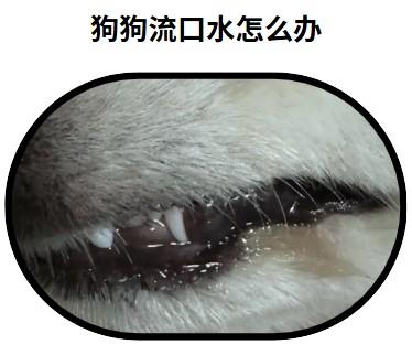 狗狗口水粘稠？别大意，这些症状可能预示着严重疾病！