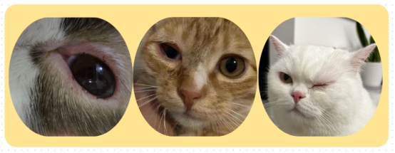 猫咪眼角有褐色分泌物怎么办？