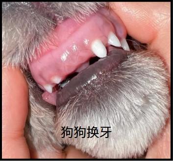 狗狗口水粘稠？别大意，这些症状可能预示着严重疾病！