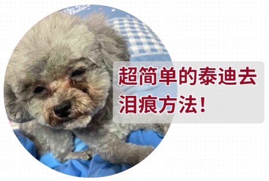 超简单的泰迪去泪痕方法