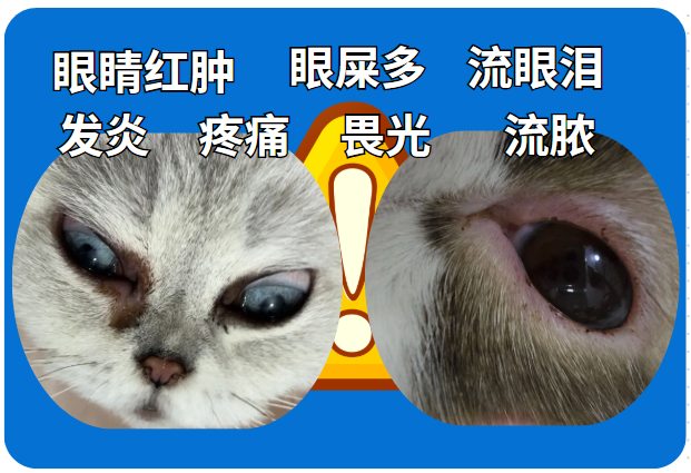 猫咪眼睛发炎用什么眼药水？