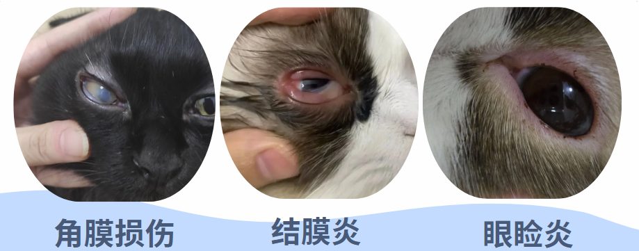 猫咪眼睛发炎睁不开用什么眼药水？