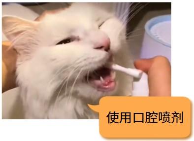 猫咪口腔炎症的正确治疗药物