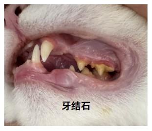 猫咪口腔炎症的正确治疗药物