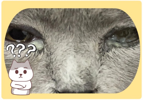 小猫眼睛流白色像脓一样的东西怎么办？
