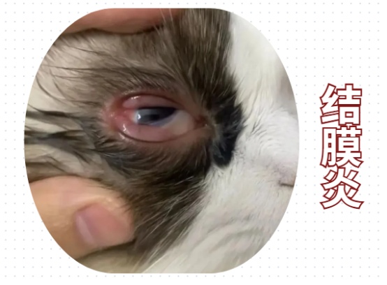 小猫眼睛流白色像脓一样的东西