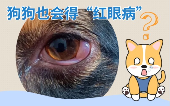 狗狗也会得“红眼病”？用什么药治疗有效？