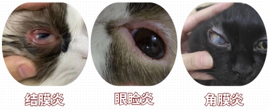 猫咪流眼泪怎么治疗最有效？