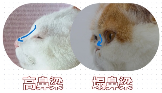 猫咪眼睛流泪怎么治疗？