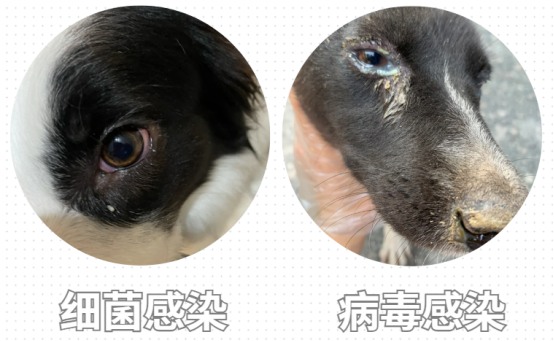 小狗眼睛红肿有脓性眼屎睁不开