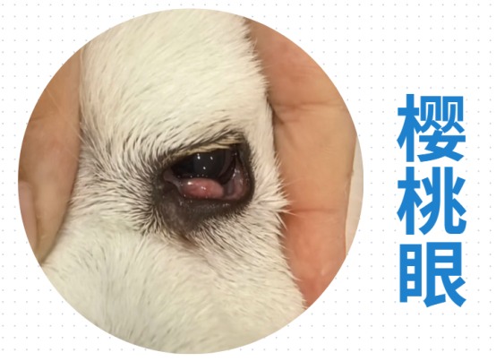 小狗眼睛红肿有脓性眼屎睁不开用什么药？