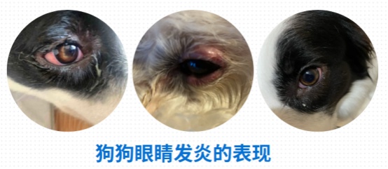 小狗有泪痕怎么办？