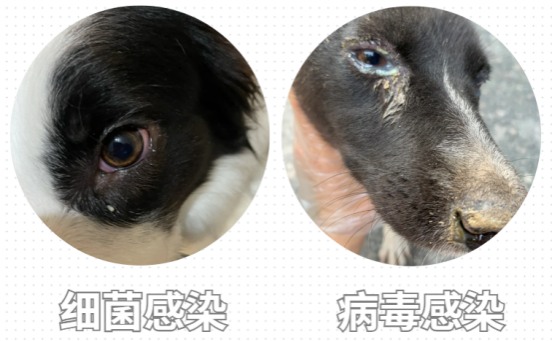 狗狗眼睛红肿睁不开怎么办？