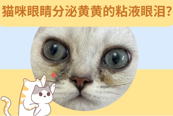 猫咪眼睛分泌黄黄的粘液眼泪是怎么回事？