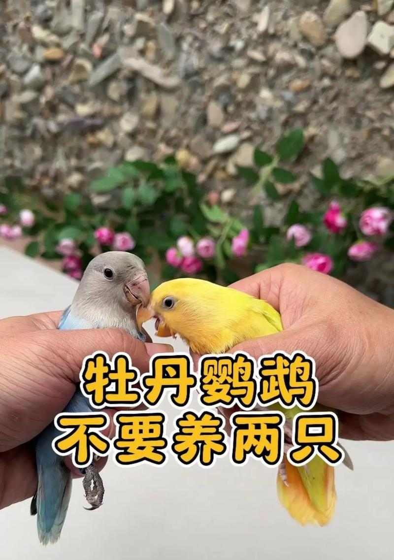 牡丹鹦鹉价格高的原因解析（探究牡丹鹦鹉价格飙升背后的原因及市场需求）