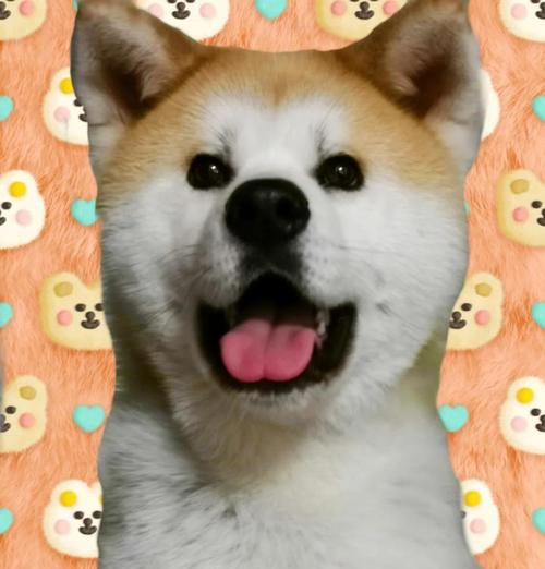 为什么养秋田犬的人少之又少？（探究秋田犬养育困境与原因）