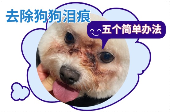 给狗狗去除泪痕的五个简单办法