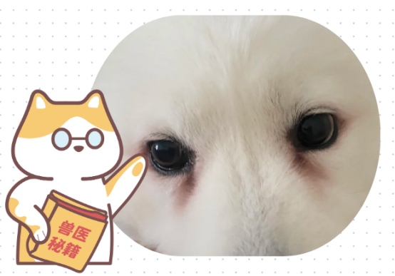 给狗狗去除泪痕的简单办法