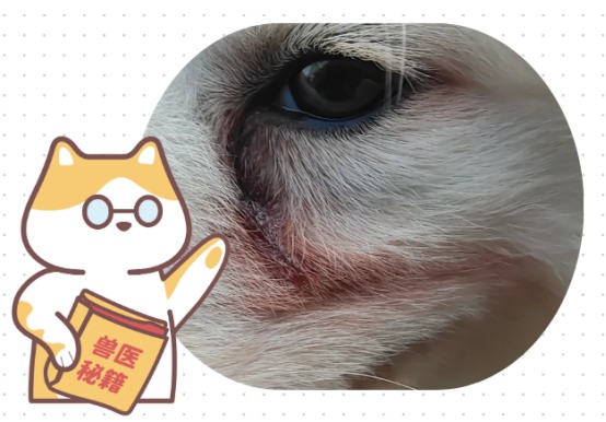 给狗狗去除泪痕的五个办法