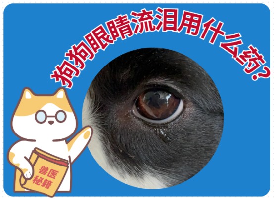狗狗眼睛流泪用什么药？